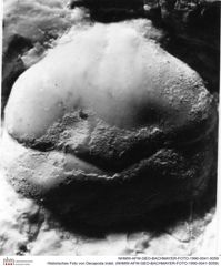 Historisches Foto von Decapoda indet. (NHMW-AFW-GEO-BACHMAYER-FOTO-1990-0041-5059)